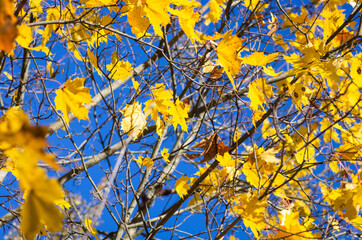 Yellow autumn leaves on blue sky