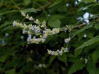 small blue flowers of  Vitex negundo bush close up
