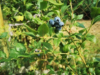 blueberries in the forest