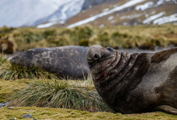 An Elephant Seal having a look of what's going on, South Georgia.