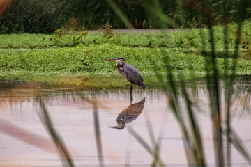 Heron in the wild 