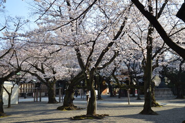 満開のサクラ（靖国神社）
