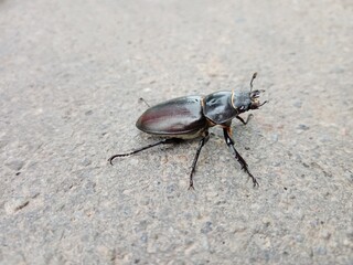 bug on the ground