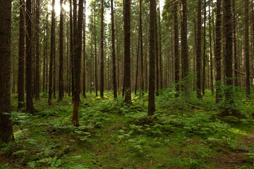Beautiful woodland in early autumn in the North-West Europe.