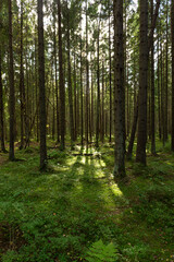 Enchanted pine forest in early autumn in Russia. Vertical image.