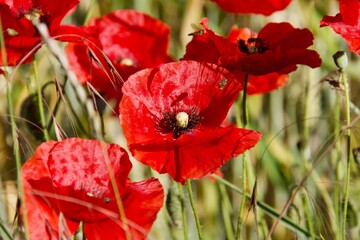 Coquelicots 