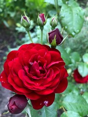 beautiful red rose