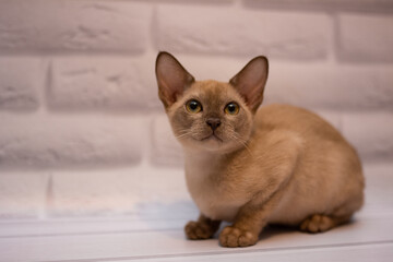kitten  cat burma munchkin  british cat animals