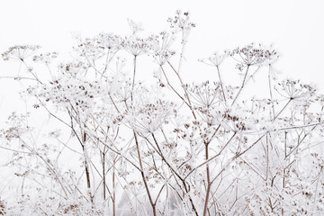 Fennel in winter covered with frost, Foeniculum vulgare, France - obrazy, fototapety, plakaty