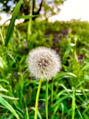 цветок, одуванчик (flower, dandelion)