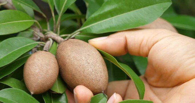 Hand holding fresh Sapodilla on the tree,Hand with fruit, check fruit quality