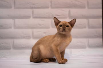 kitten Scottish British cat Burmese munchkin animals 