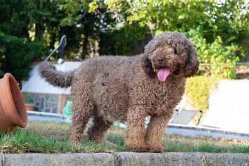 perra de agua español preñada