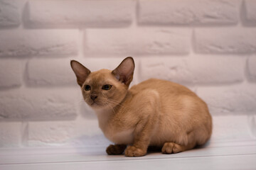 kitten scottish british cat burma munchkin animals