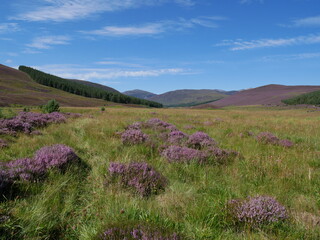 purple heather in summer, green vegetation and hills at the distance, white clouds on the sky