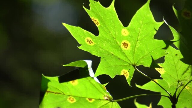 Maple leaves with tar spots (Rhytisma acerinum) in contour light
