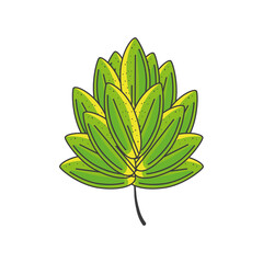 Fototapeta na wymiar hops leaf on white background