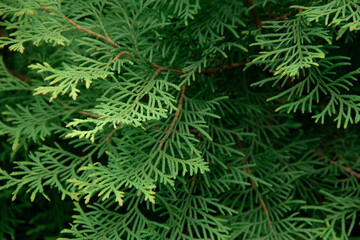 Fototapeta na wymiar young green branches of the thuja plant close up