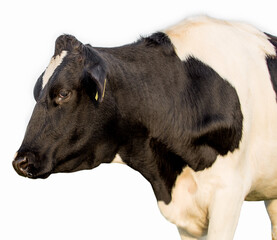 cow on a white background