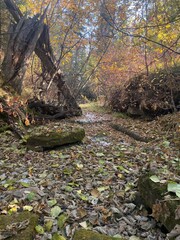 Autumn