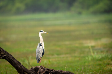 grey heron or Ardea cinerea portrait perched on tree at keoladeo national park or bharatpur bird sanctuary rajasthan india