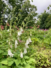 white flowers in the garden