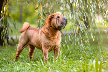 Cute adorable sharpei dog breed in the park.
