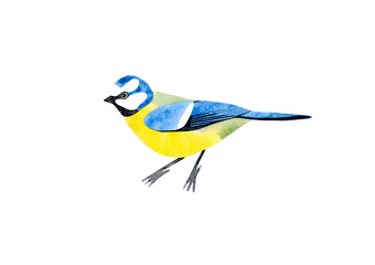 Hand drawn watercolor illustration of a blue tit bird. Isolated on white background. © Olga Miraniuk
