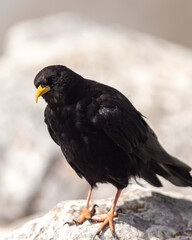 Magnificent crow on top of a mountain