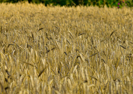 golden wheat field