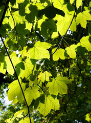 green foliage of sycamore maple tree close up