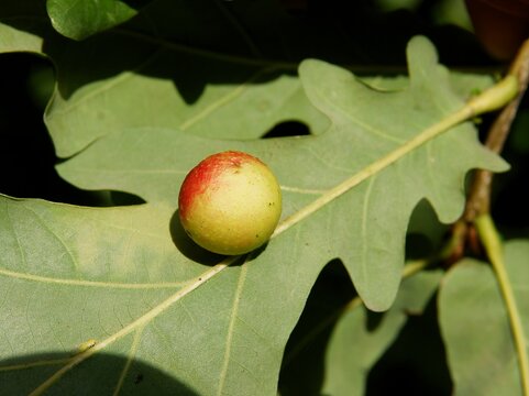 galla - Cynips quercusfolii on leaf of oak tree