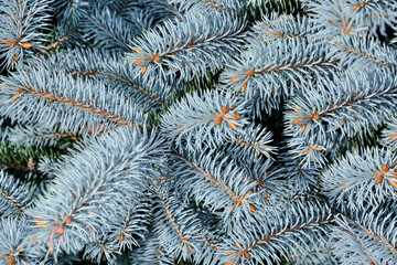 Naklejka na ściany i meble Natural textured botanical background with twigs of blue spruce. Beautiful christmas backdrop - blue fir-tree branches close up. Beauty of nature concept. Selective focus