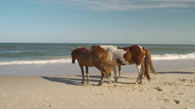 Three horses standing at the ocean