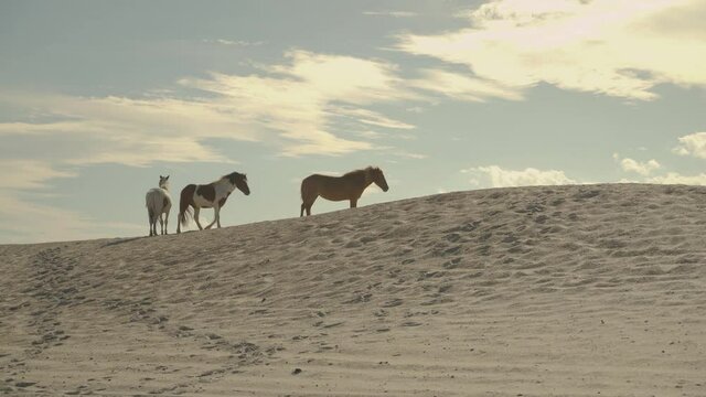 Three horses walking in the desert
