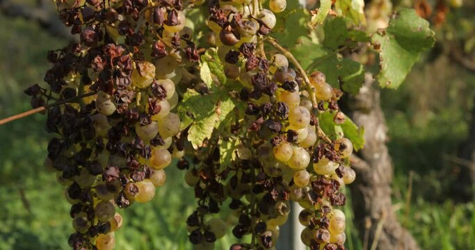 Vineyard grape with noble  rot close-up, slowmotion handheld 4K