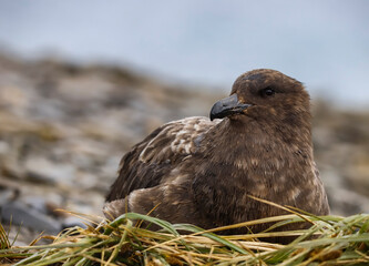 A Scouting Skua, South Georgia.