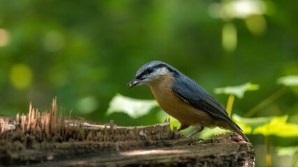 Kleiber, bird, natur, tier, wild lebende tiere, wild, blau, ast, schnabel, baum, bunt, green, robin, bird, kleiber, feather