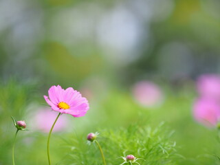 美しいコスモスの花