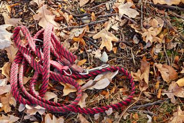 Black and red dog leash, lying on a background of autumn yellow leaves. Walking with dog concept, outdoors, copy space.