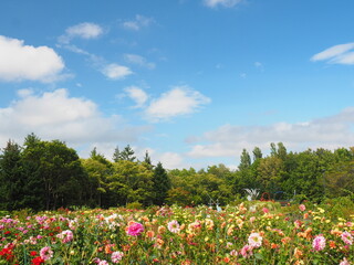 北海道の風景 百合が原公園のダリア畑