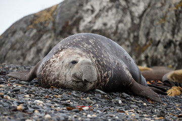 An Elephant Seal observing the nearby beach, South Georgia.