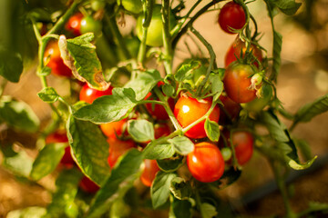 Red tomatoes growing on the bush