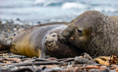 The uncomfortable kiss, South Georgia.