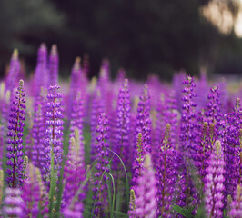 Field of lupins flowers purple and green