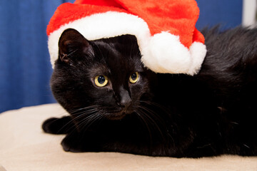 A black domestic cat with a displeased and angry face sits in a santa claus hat