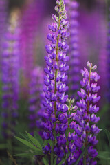 Field of lupins flowers purple and green
