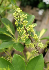 Fototapeta premium rarely, but the Schefflera blooms