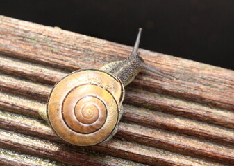 the slow snail on wooden floor