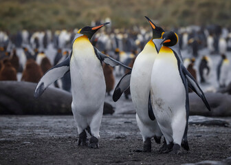 Obraz premium A Trio of King Penguins, South Georgia.
